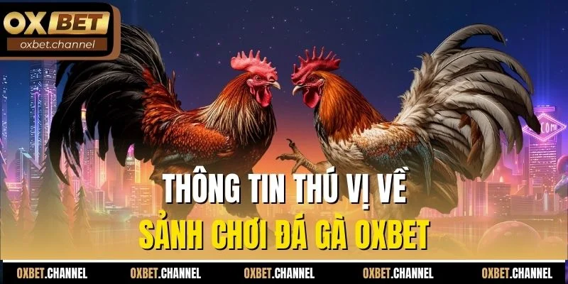 Thông tin thú vị về sảnh chơi đá gà Oxbet
